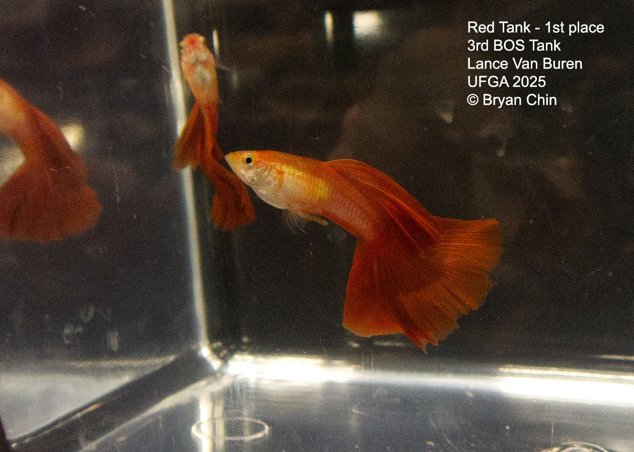 Guppy Red 